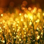 grass, meadow, dew-3375344.jpg